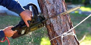 Best Tree Maintenance Programs  in Heber, UT