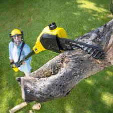 Best Lawn Renovation and Restoration  in Heber, UT